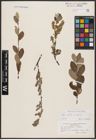 Foto von Salix aurita L. x Salix repens L.